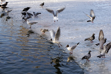 Birds on the lake in winter.