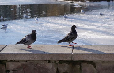 Common pigeon in the park.