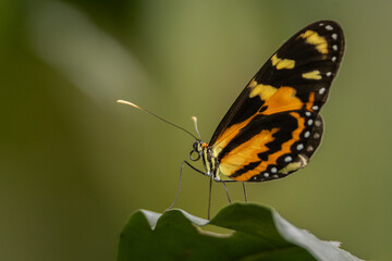 Fototapeta na wymiar Mariposa posada sobre una hoja