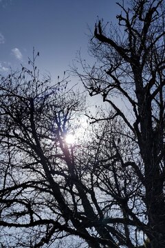 Tree branches and sun