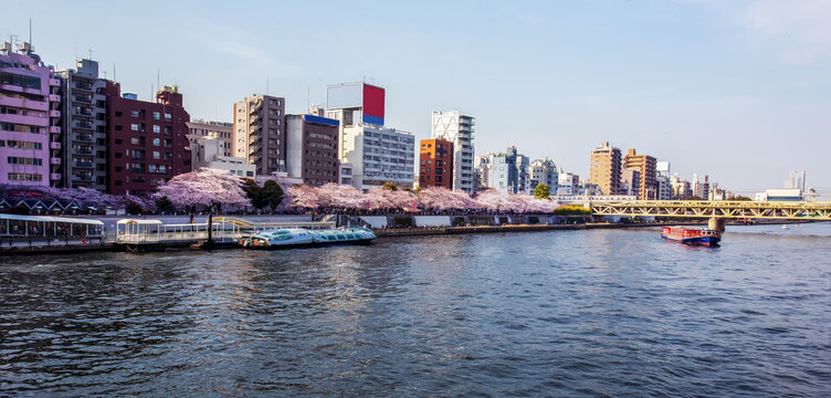Awe Sumida Park on Sumida river banks    cherry blossom!    People queuing for a ride on a pleasure boat.