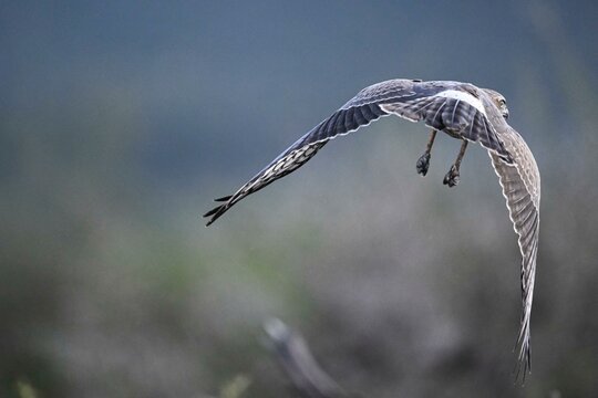 Silver Singing Goshawk, also known as pale chanting goshawk (Melierax canorus) juvenile, Madikwe Game Reserve, North West Province, South Africa, RSA, Africa