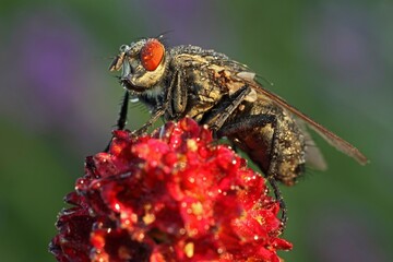 Blowfly (Calliphora vicina) on Grosser Wiesenknopf, Hesse, Germany, Europe