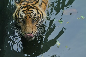 A Sumatran tiger soaking in a pool while looking up