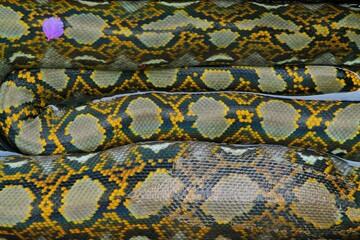 closeup of beautiful python skin