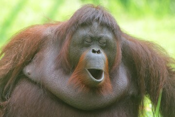 portrait of a sleepy Bornean orangutan