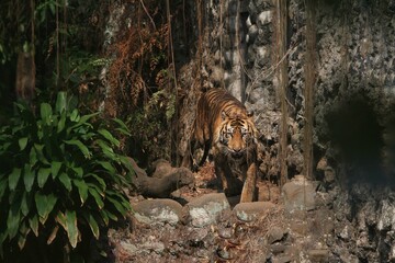 A Sumatran tiger watches the surroundings from the rocks