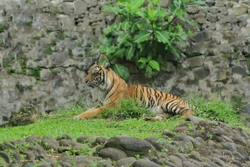A Sumatran tiger lying in the grass