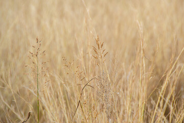 Spikes of wild grass in a rural field at sunset. Copy space with golden hues
