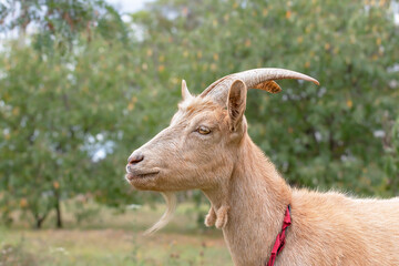 Goat with big horns and yellow eyes grazing in a meadow. Funny goat on a leash eats a green grass....