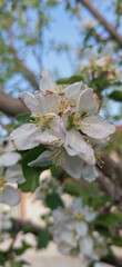 acacia blossom