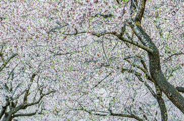 Almond trees in bloom in spring