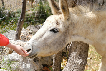 children's hand trustingly touches donkey face, donkey, Equus asinus, Equus africanus asinus on...
