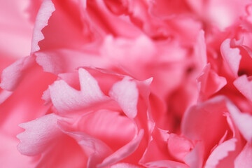 Macro shot of Pink Carnation as background