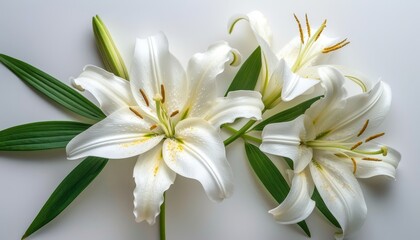 Fototapeta na wymiar Funeral lily on white background with ample space for text placement and design customization