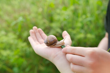 child's hand becomes playground for curious grape snail, mollusk sitting on hand, Teaching Children...