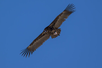 Obraz premium Buitre negro en la Sierra de Guadarrama