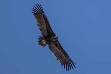 Buitre negro en la Sierra de Guadarrama