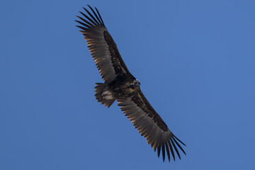 Buitre negro en la Sierra de Guadarrama