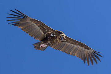 Buitre negro en la Sierra de Guadarrama