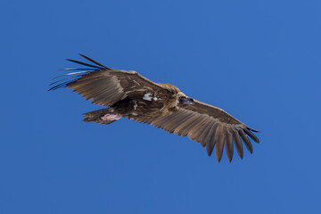 Fototapeta premium Buitre negro en la Sierra de Guadarrama