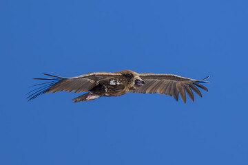 Buitre negro en la Sierra de Guadarrama