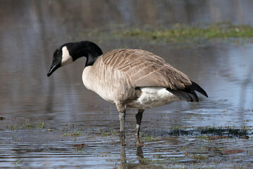Canada goose standing in water.