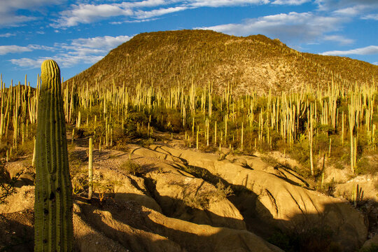 Biosphere Reserve of Tehuacan in Puebla, Mexico. The landscape of a desert with a lot of cactus. 