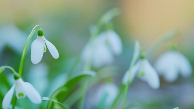 Galanthus Nivalis Bulbous. Snowdrops Or Galanthus Growing In Woodland. Snowdrop Or Common Snowdrop.