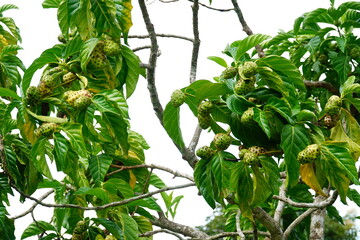 Noni morinda citrifolia fruits on the tree, coffee family (rubiaceae). They are used as fresh juice. The powder from dried fruits is used for cosmetic and medicinal products. Terra do Caju, Amazonas, 