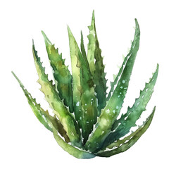 Watercolor Succulent Cactus - 757627736