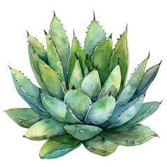 Watercolor Succulent Cactus - 757627743