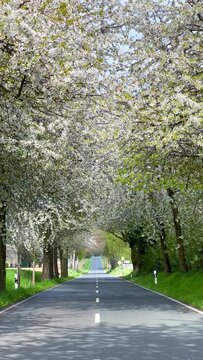 Spring landscape a road among blossoming cherry alley. Germany countryside. Vertical video. 