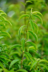 Edible green leaves of the rare tropical plant Pereskia aculeata, called ora-pro-nóbis.  The leaves are tasty as raw salad, contain iron and have a high protein content. They help to cure anemia. 