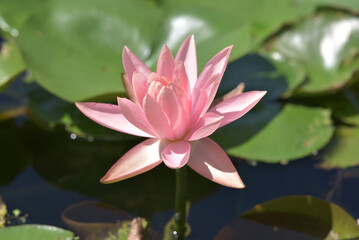 ピンクのスイレン