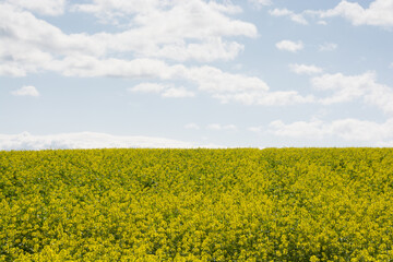 Fototapeta premium 満開のナノハナ畑 