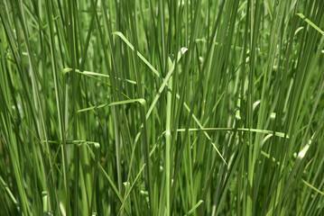 草模様　自然の造形