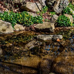 Lesser celandine (Ficaria verna) growing along a stream. They are in full yellow flower in mid march in Maryland, USA