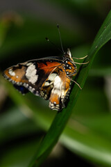 Great Eggfly Butterfly