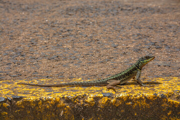 lizard on the rock