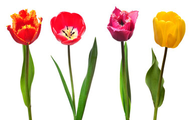 Collection colorful different flowers tulips isolated on a white background. Spring time, beautiful floral delicate composition. Creative concept. Flat lay, top view