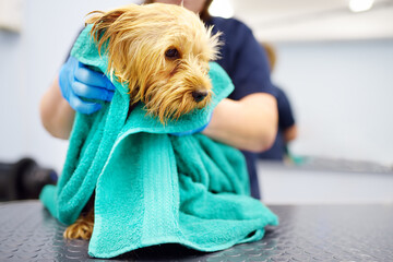 A dog grooming salon. A skilled female groomer washes a cute terrier with shampoo and wipes it with a towel. Pet care in a veterinary clinic.