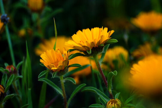 belle fleure, macro 