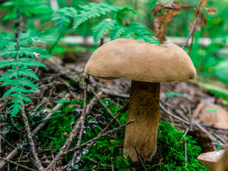 Beautiful mushroom growing in the grass color
