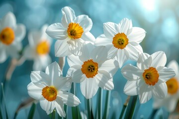 A bunch of white flowers with yellow centers