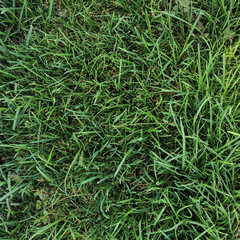 Grass close up to use as background