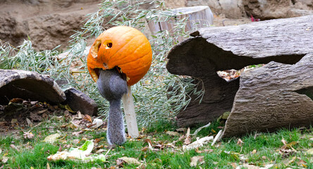 squirrel inside pumpkin zoo
