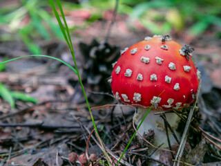 Beautiful red mushroom growing in the grass color