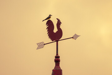 a bird on a weathercock