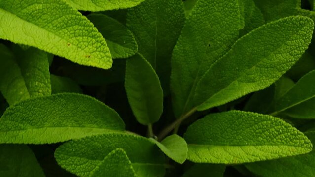 Salvia medicinal bush in the garden . Useful medicinal plants and herbs. 4k footage